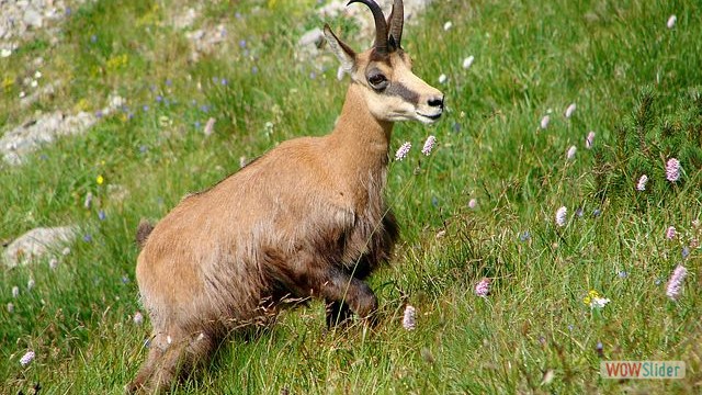 Gemse am Rabenfelsen